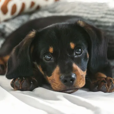 Bruno, un cachorro de dachshund miniatura negro y fuego de 4 meses
