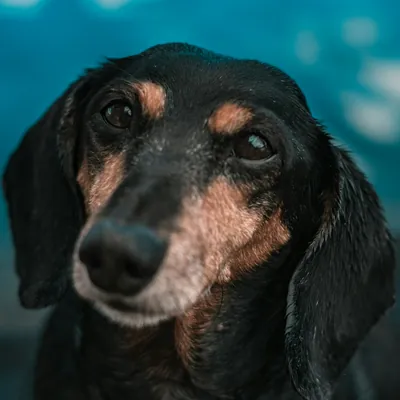 Pancho, un dachshund miniatura negro y fuego de 12 años, con el hocico canoso