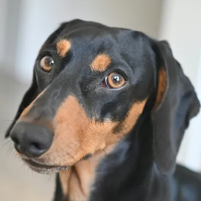 Ramón, un dachshund miniatura negro y fuego de 8 años
