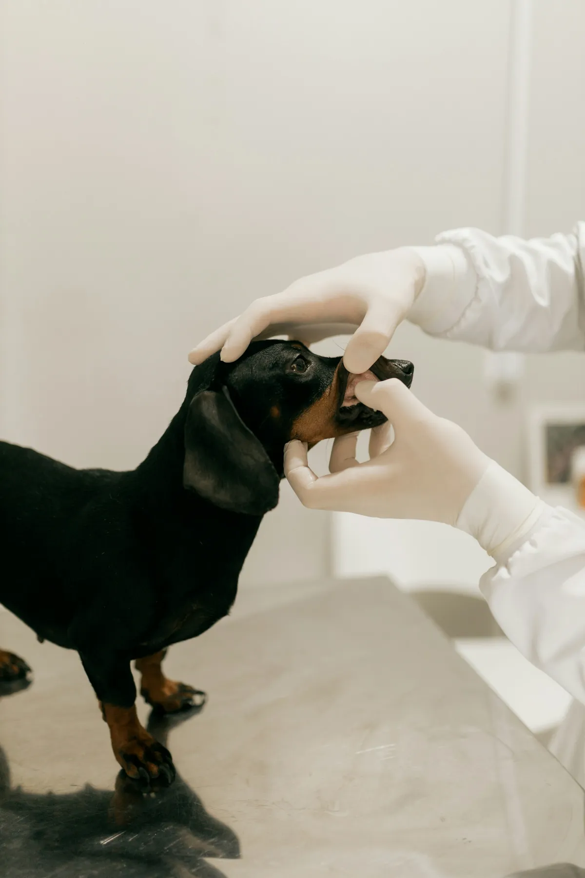 Un dachshund miniatura negro y fuego en la camilla del consultorio, mientras le revisan los dientes